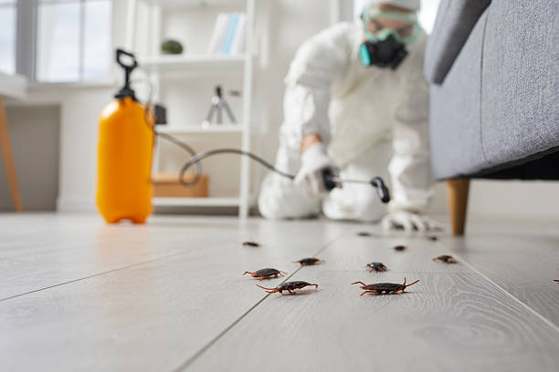 Post-Treatment Bed Bug Interceptor Monitoring in Chadron